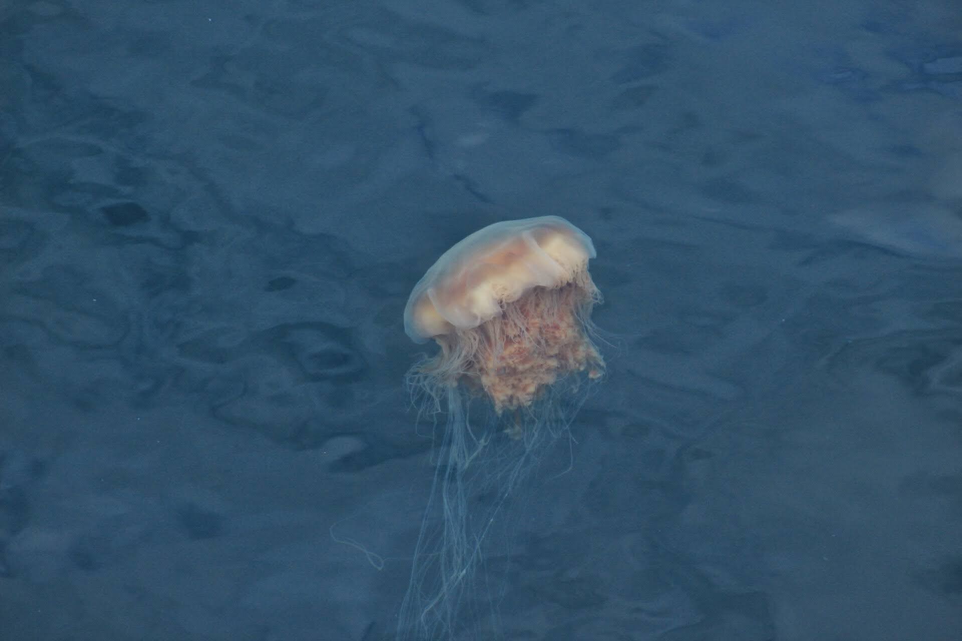 Jellyfish Photo